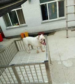 白头条,揭秘网络热点背后的真相与趋势